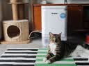 皇家猫粮 挑嘴成猫猫粮 高适口性 EF38 通用粮 12月以上 4KG 实拍图