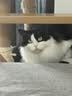 FARMINA PET FOODS法米娜猫粮鲱鱼甜橙成猫粮1.5kg意大利进口 实拍图