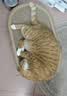 疯狂的主人猫抓板窝猫抓盆不掉屑猫窝宠物猫玩具猫爪板 实拍图