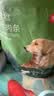 耐威克宠物狗狗零食幼成犬训狗奖励浓香牛肉粒150g*6包 实拍图