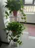 蜗家铁艺花架客厅落地式花盆架室内外多层植物摆放架阳台绿萝置物架 实拍图