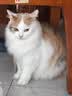 LEGENDSANDY蓝氏全价猫粮生骨肉冻干成猫幼猫猎鸟乳鸽9kg(1.5kg*6)【囤货装】 实拍图