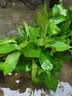 绿萝盆栽室内花卉绿植盆景净化空气绿箩长藤大叶茂盛办公家居摆设绿色植被带藤懒人吸水盆 精品吸水盆绿萝四盆+2营养液 实拍图