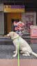 麦富迪狗粮 藻趣儿狗粮成犬粮牛肉螺旋藻 均衡营养15kg/30斤 实拍图