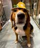 冠能狗粮大中型犬成犬狗粮2.5kg 全价狗粮 稳固免疫  实拍图