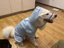 MIKI PAD狗狗雨衣全包四脚防水衣服春秋宠物中大型犬金毛萨摩耶防脏神器 蓝色暴力熊雨衣 6XL（建议背长63cm以内，建议体重50-65斤） 实拍图