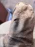 星工焊工手套电焊手套防猫狗抓咬耐撕裂耐磨牛皮防烫隔热耐高温防火星飞溅劳保加长手套XGS-P4 1付装 实拍图
