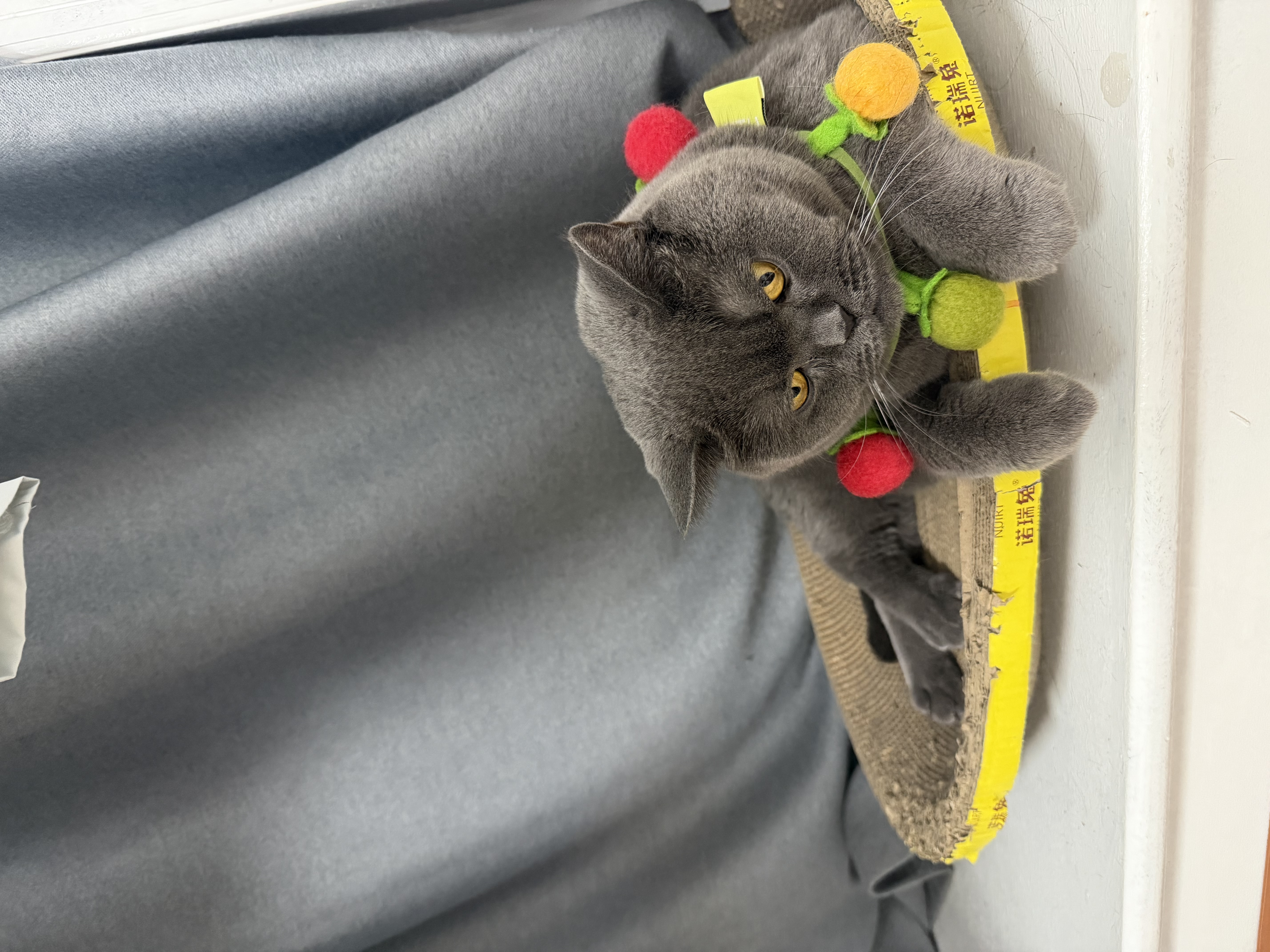 喵达（Meowstard）纯鲜肉冻干三文鱼粒0添加猫零食增肥发腮磨牙猫粮全期宠物食品70g 实拍图