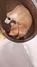 灵宠物语猫玩具猫项圈可调节大小猫咪外出逗猫牵引绳逗猫猫宠物用品 实拍图