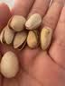 三只松鼠开心果500g/袋装 坚果炒货无漂白干果休闲零食品送礼 实拍图