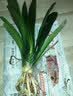 大盆君子兰盆栽名贵国宝级花卉苗绿植物圆头和尚室内客厅四季好养 【主推款】君子兰7-9片叶子+带土 送肥料 实拍图