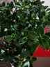 四季常青金鱼花吊兰盆栽室内绿植花卉多肉植物发财树好养易活客厅 金鱼吊兰【整盆20-30颗】原盆土 实拍图