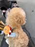 皇家狗粮 幼犬狗粮 宠物 小型犬 MIJ31 全价犬粮 2-10月 2KG 实拍图