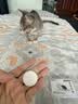 GDGO【苹果专用】Airtag防丢定位器猫咪狗狗宠物定位神器项圈防水tag运动跟踪防拆防丢器MFi认证含围脖 实拍图