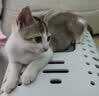 弗列加特猫粮 磷虾油美毛 全价鲜肉天然粮  幼猫鸡肉味2kg 实拍图