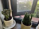 沭之美长寿花盆栽花卉绿植A级粉色长寿花+小奶油提拉米苏陶瓷盆源头直发 实拍图