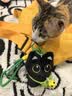 繁夏钥匙扣挂件小黑猫2个包包挂件手工挂绳毛绒公仔挂扣教师节礼物女 实拍图
