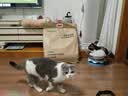 网易严选宠爱相伴全价猫粮 实惠宠物主粮成幼猫爱心公益 美毛护肠胃10kg 实拍图