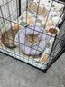 珍致猫罐头猫零食营养原装泰国进口猫湿粮罐头85g 混合口味 综合礼盒装85g*24罐-新老包装随机发 实拍图