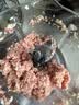 WMF福腾宝绞肉机不锈钢多功能料理机家用研磨机绞馅机切菜碎肉机搅拌机旋风绞肉机双档切换2.2L大容量 实拍图