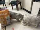 素力高（SolidGold）猫粮美毛进口高蛋白鳕鱼鱼油猫粮12磅/5.44kg 实拍图