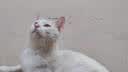 欢宠网猫玩具猫咪猫隧道彩虹钻洞袋子迷宫通道逗猫自嗨神器解闷猫猫小猫 实拍图