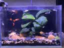 鱼缸背景贴纸缸外静电水族箱专用纯黑色背景壁纸玻璃底部装饰贴膜 鱼缸背景贴【静电无胶款】赠工具 30厘米宽1米长 实拍图