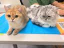 BNBNO猫包大容量宠物便捷外出透气太空舱双肩手提布偶狗背包幼犬外出包 实拍图