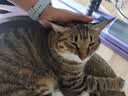 好主人金装好主人猫粮2.0 成猫幼猫蓝猫英短通用全价无谷冻干 【京仓试吃】金装成猫粮400g 实拍图