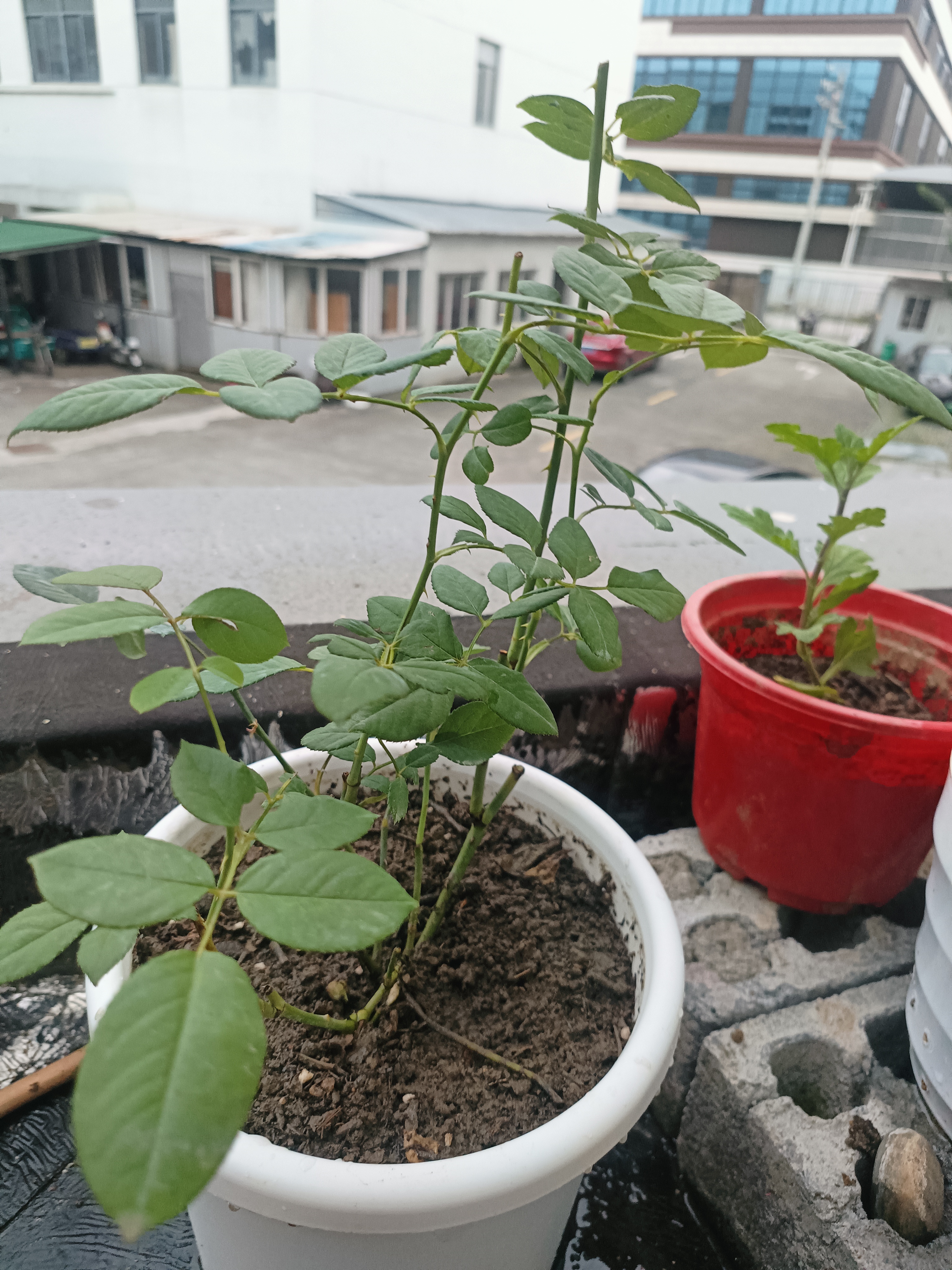 天狼月季庭院阳台盆栽玫瑰蔷薇好养花卉新手推荐耐寒耐热绿植花苗 和娇 1.2升 实拍图