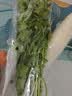 带根香菜100g 实拍图