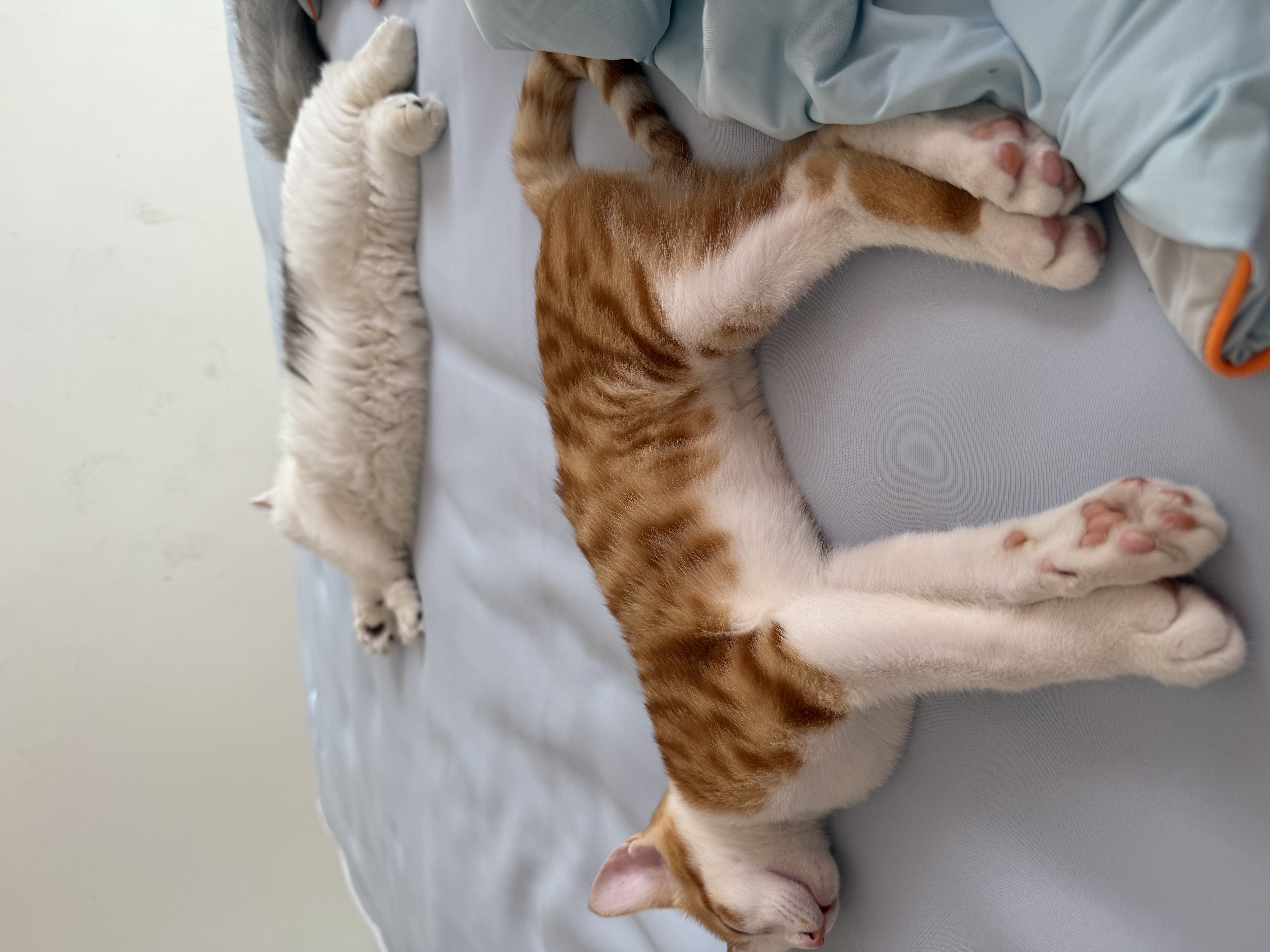 皇家（ROYAL CANIN）肠道处方粮GI32消化支持高适口成猫肠胃全价处方粮3.5KG*2 实拍图