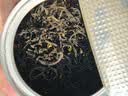 天之红祁门红茶茶叶新茶品质自饮密封罐桂花祁红50g 实拍图