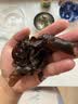 双塔东北黑木耳500g肉厚无根干木耳东北特产小碗耳火锅食材南北干货 实拍图