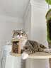 大宠爱成猫驱虫药体内外同驱耳螨虱子跳蚤虫 2.6-7.5kg成猫 12支装 实拍图