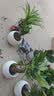 绿有意绿植盆栽多肉花卉盆栽植物室内桌面水培绿植办公室客厅植物懒人 开花组合】栀子花+长寿花+铁海棠 实拍图