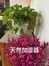 鲜花情 开业花篮一个或一对全国同城配送上门朋友开张大麦气球花篮花店 川川不息，祝您开业大吉(单个)500支左右 同城配送 支持预约日期 实拍图