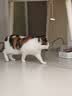 冠能猫粮室内成猫猫粮10kg 全价猫粮 添加膳食纤维 控制毛球 实拍图