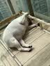 海洋之星老年犬狗粮 三文鱼低脂狗粮成犬金毛边牧泰迪比熊通用犬粮12kg 实拍图