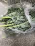新鲜羽衣甘蓝生鲜蔬菜嫩叶云南甘兰芥蓝西餐沙拉榨汁减脂直播间 羽衣甘蓝轻食3斤净重 实拍图