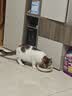 伟嘉成猫猫粮3.6kg吞拿鱼及三文鱼口味布偶加菲英短猫咪成猫全价粮 实拍图