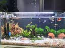 尼特利二代水草泥鱼缸专用水藻泥生态草缸底砂营养土1.5L/袋 实拍图