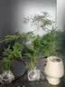 文竹盆栽绿植花卉盆景植物室内客厅水培文松云竹文竹大苗四季常青 小文竹【3棵性价比高】原土球发货 高度15-25cm 实拍图