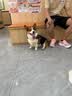 普安特宠物狗狗驱虫药犬驱虫体内外一体跳蚤犬虱非泼罗尼爱滴克 实拍图