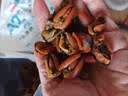 赶海弟 海虹干500g淡菜干 海虹肉青口贝肥贻贝干 火锅食材 海鲜南北干货 实拍图