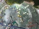 森悠（SARYOR）孔雀鱼纯种观赏鱼小型淡水好养热带鱼活体斑马金鱼凤尾鱼繁殖 杂袍孔雀鱼20条+5条备损 实拍图