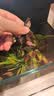 疯狂水草鱼缸水草植物直接入缸火山石鱼缸造景套餐20-40cm缸源头直发包邮a 实拍图