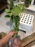 京东绿植龟背竹盆栽绿植物土培小型室内小盆栽室内办公室好养原土源头直发 实拍图