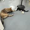 京东京造猫粮鸡肉味全价成猫粮10kg三文鱼肉营养美毛长肉质检流浪救助 实拍图