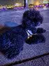 疯狂小狗 宠物狗狗零食火腿肠幼成犬通用奖励香肠  肉多多牛肉味 900g 实拍图